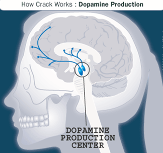 Effects of Crack on the Brain